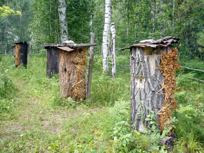 Современное бортничество