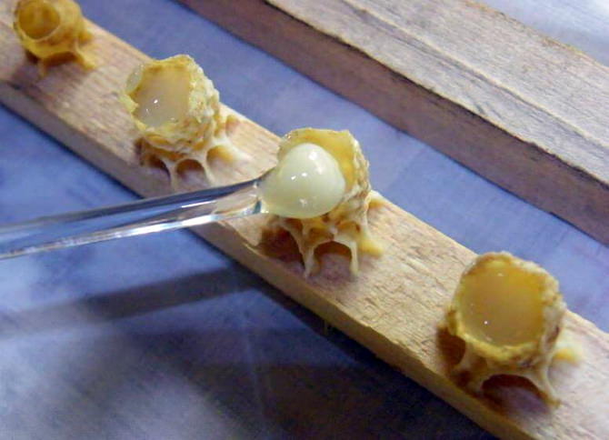kak-izvlekayut-matochnoe-molochko