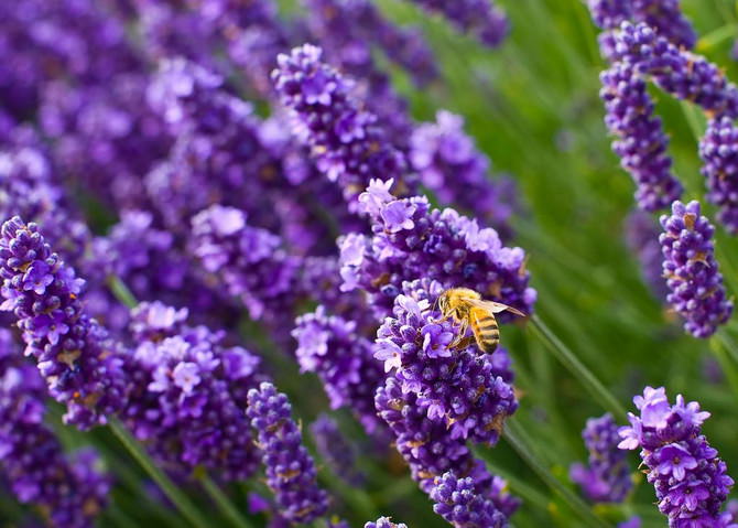 lavanda