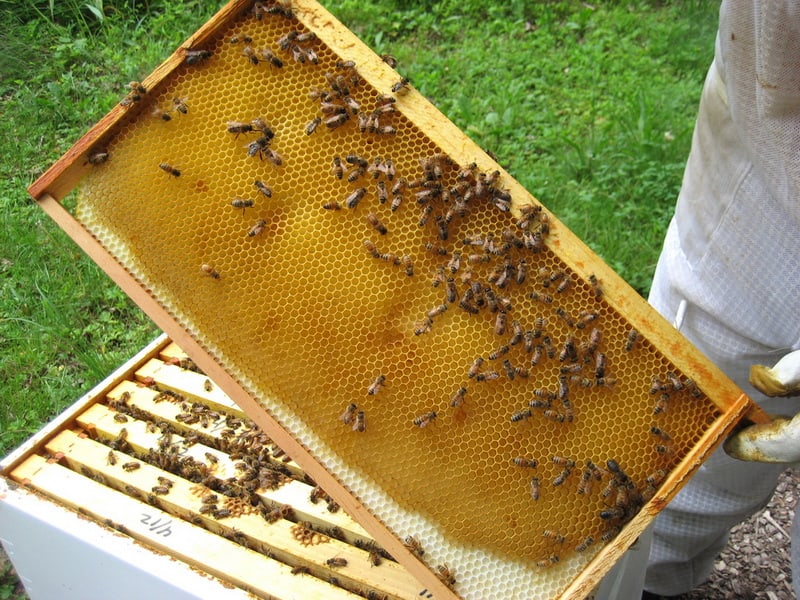 Рамки для пчел